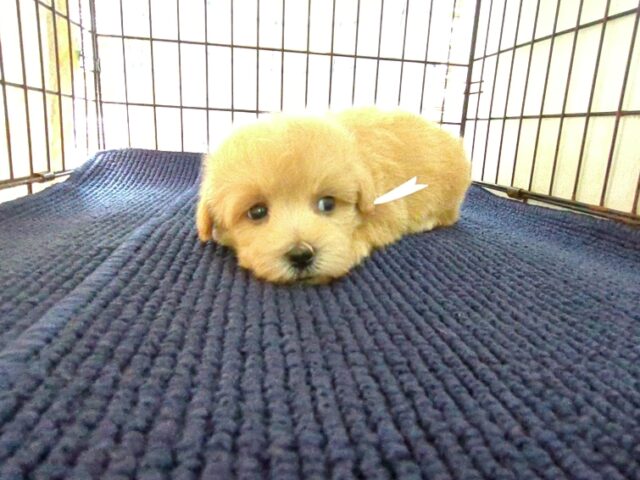 〇　ミックス犬    (メス) №７