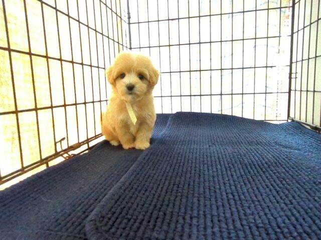 〇　ミックス犬    (メス) №８