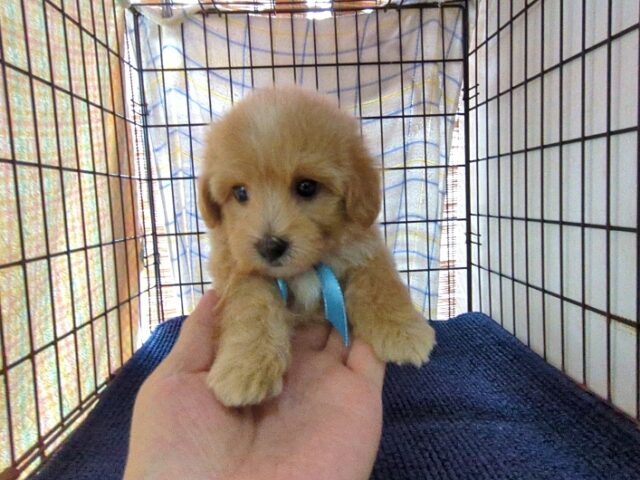 〇　ミックス犬    (オス) №５