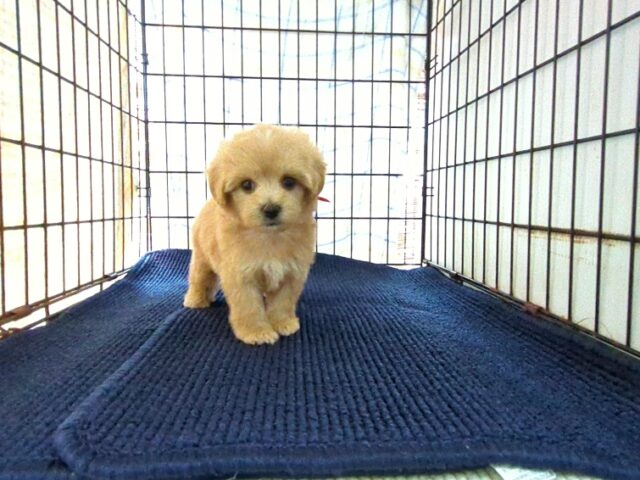 〇　ミックス犬    (メス) №６