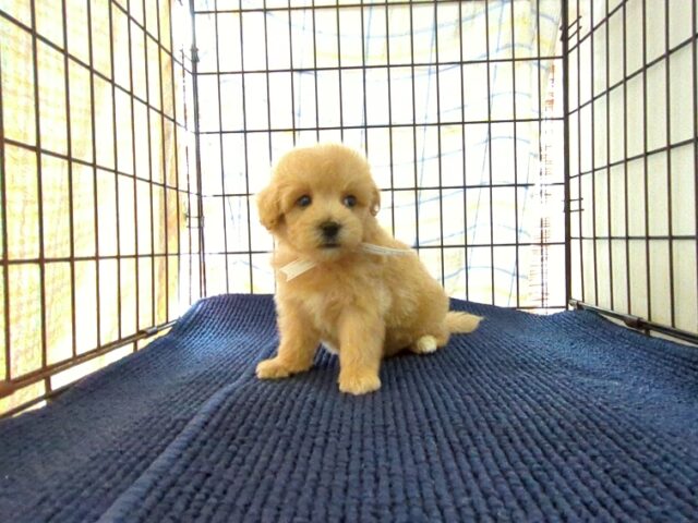 〇　ミックス犬    (メス) №７