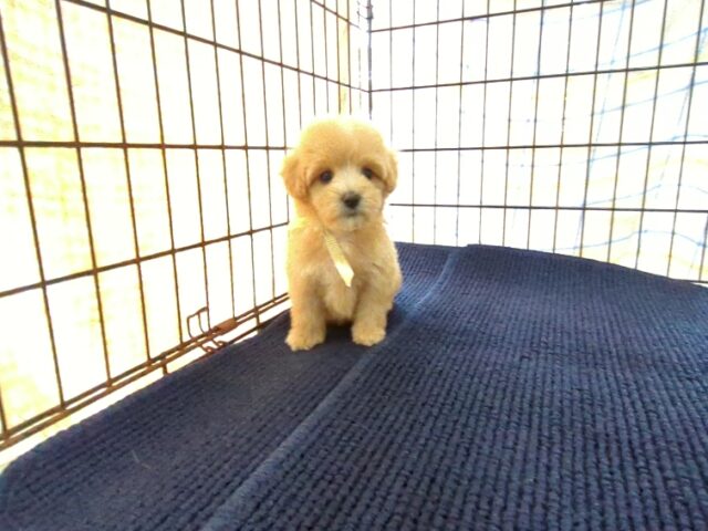 〇　ミックス犬    (メス) №８