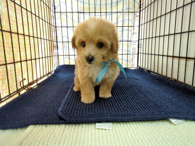 〇　ミックス犬    (オス) №５