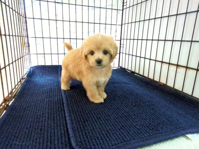 〇　ミックス犬    (メス) №６