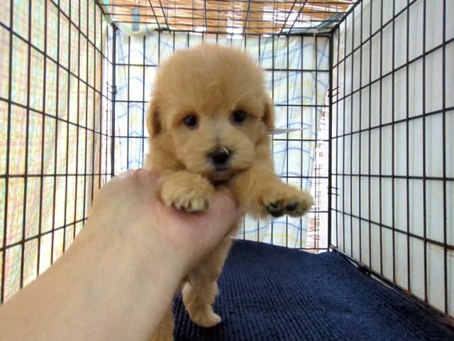 〇　ミックス犬    (メス) №７