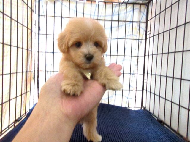 〇　ミックス犬    (メス) №８