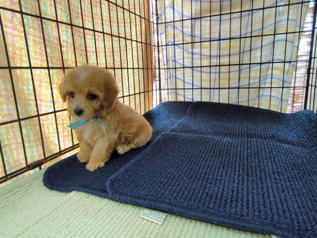 〇　ミックス犬    (オス) №５