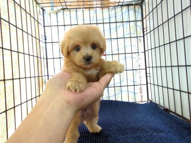 〇　ミックス犬    (メス) №６
