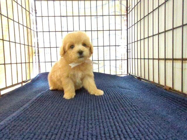 〇　ミックス犬    (メス) №７