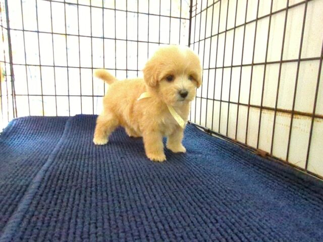 〇　ミックス犬    (メス) №８