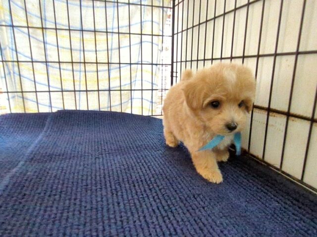〇　ミックス犬    (オス) №５