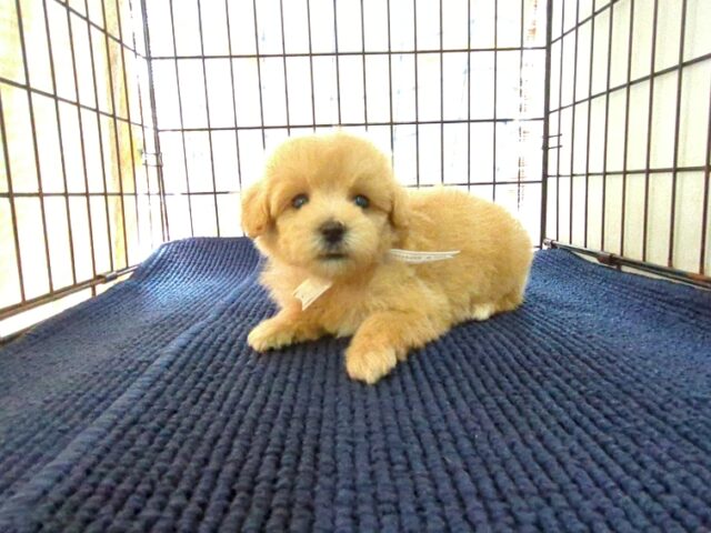 〇　ミックス犬    (メス) №７