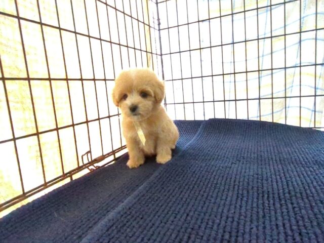 〇　ミックス犬    (メス) №８