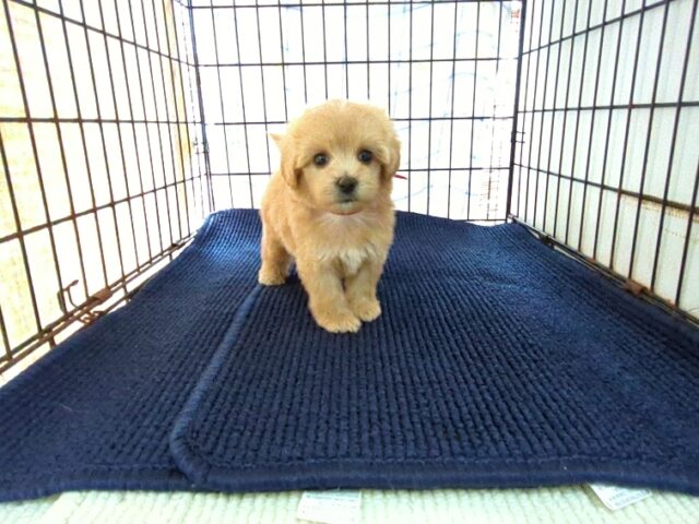 〇　ミックス犬    (メス) №６