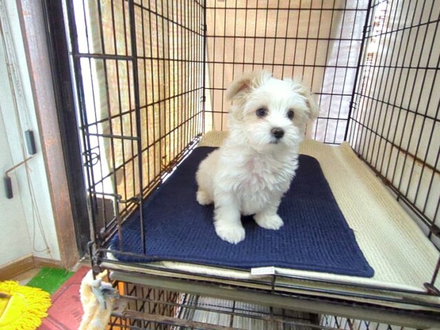 〇　ミックス犬    (オス) №２６　