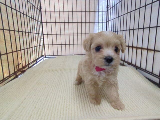 〇　ミックス犬    (マルプー　メス) №２０　
