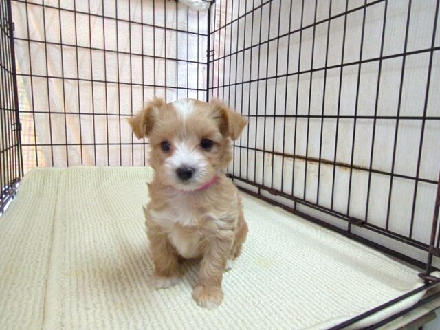 〇　ミックス犬    (マルプー　メス) №２４　