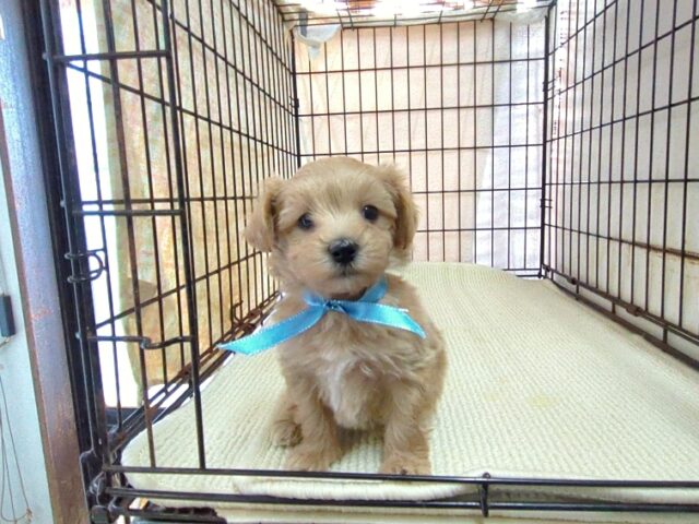 〇　ミックス犬    (マルプー　オス) №２１　