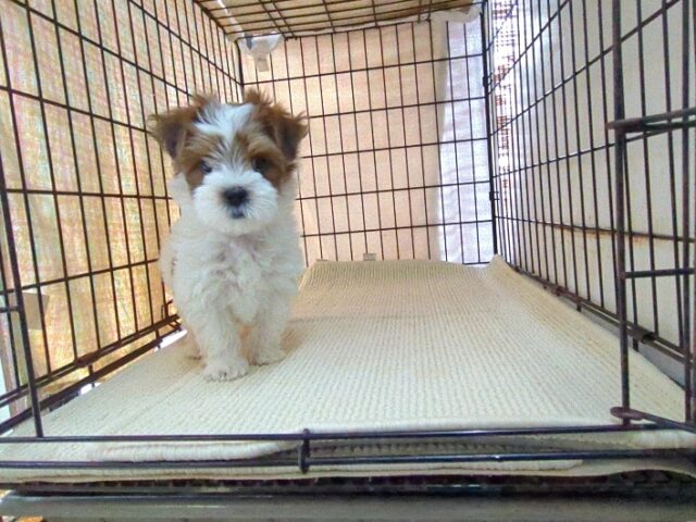 〇　ミックス犬    (オス) №２５　