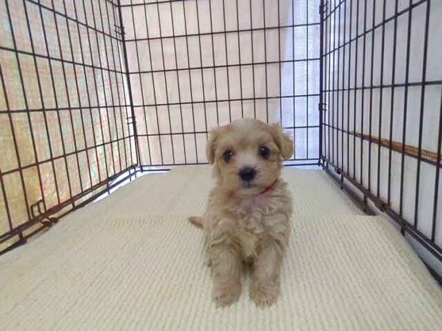 〇　ミックス犬    (マルプー　メス) №２０　