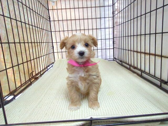 〇　ミックス犬    (マルプー　メス) №２４　