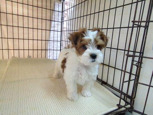 〇　ミックス犬    (オス) №２５　
