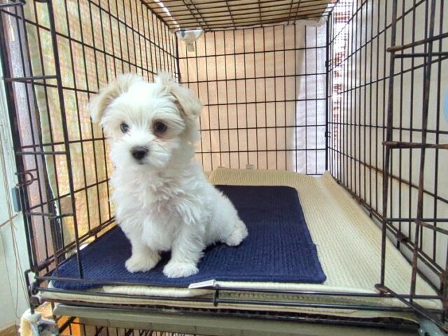 〇　ミックス犬    (オス) №２６　