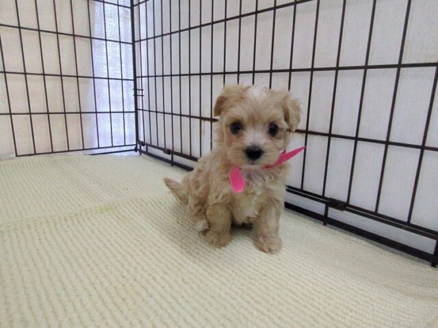 〇　ミックス犬    (マルプー　メス) №２０　