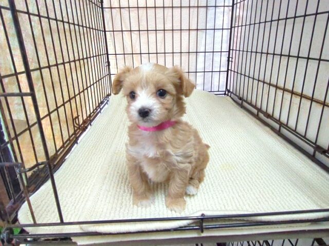 〇　ミックス犬    (マルプー　メス) №２４　