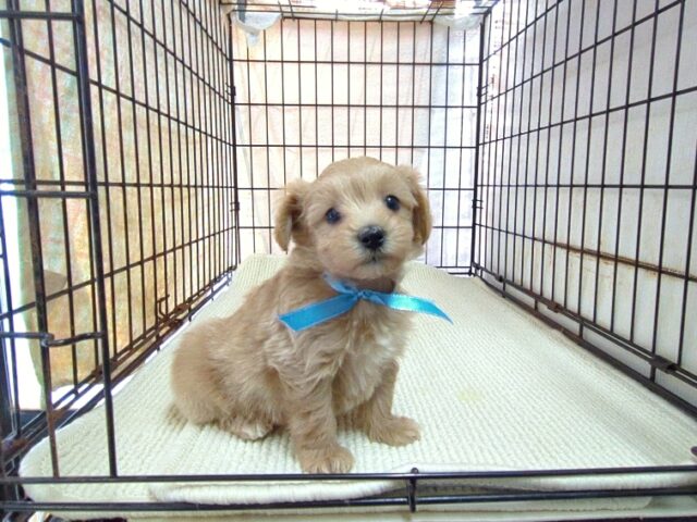 〇　ミックス犬    (マルプー　オス) №２１　