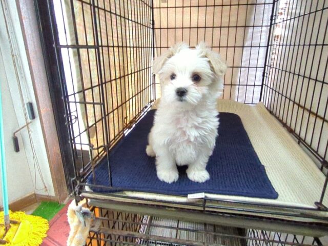 〇　ミックス犬    (オス) №２６　