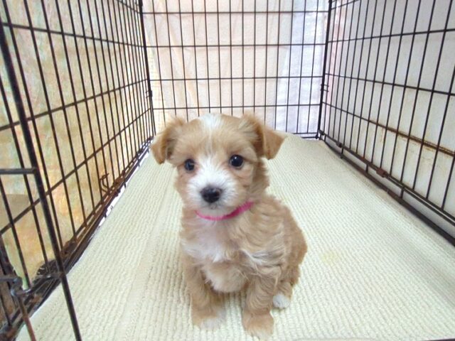 〇　ミックス犬    (マルプー　メス) №２４　