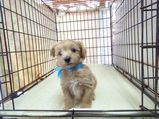 〇　ミックス犬    (マルプー　オス) №２１　