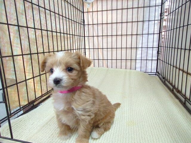 〇　ミックス犬    (マルプー　メス) №２４　