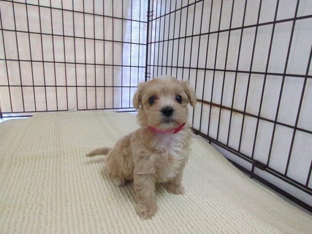〇　ミックス犬    (マルプー　メス) №２０　