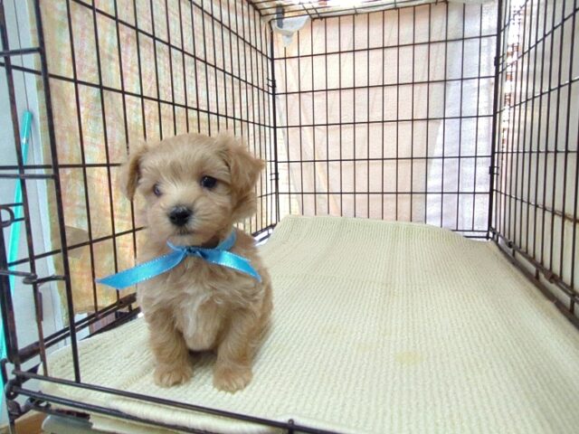 〇　ミックス犬    (マルプー　オス) №２１　