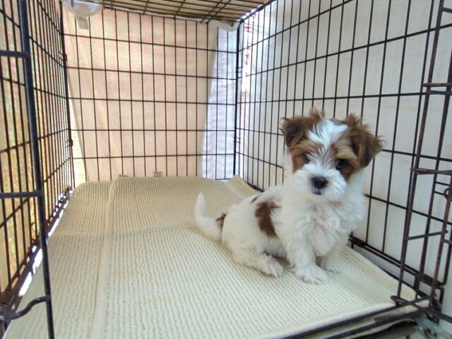 〇　ミックス犬    (オス) №２５　