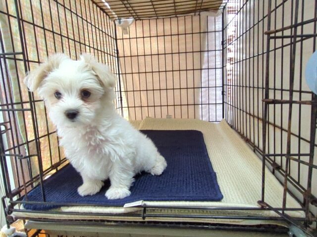 〇　ミックス犬    (オス) №２６　
