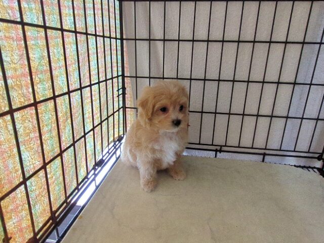 〇　ミックス犬    (マルプーメス) №４１　