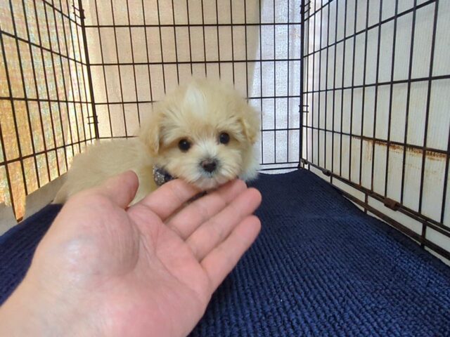 ミックス犬    (マルプーオス) №４６　