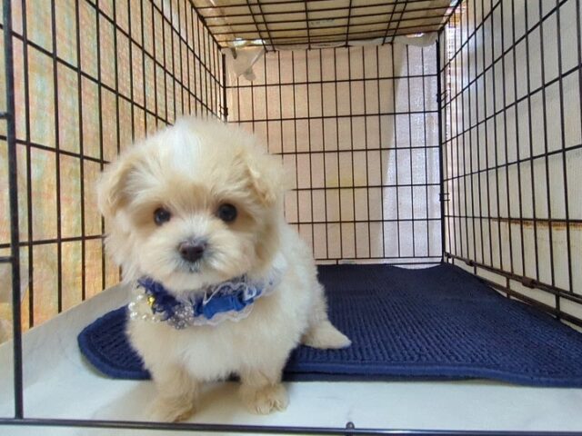 ミックス犬    (マルプーオス) №４６　