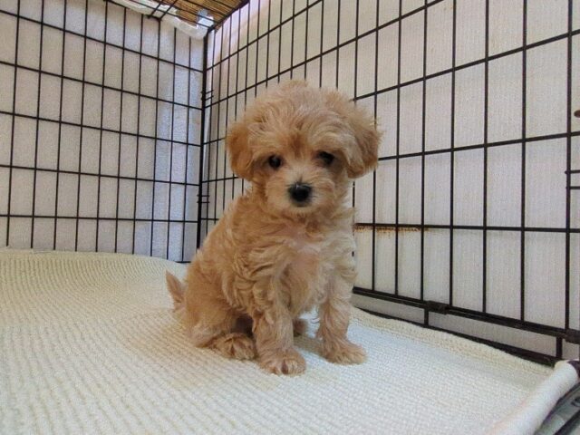 〇　ミックス犬    (メス) №４２　