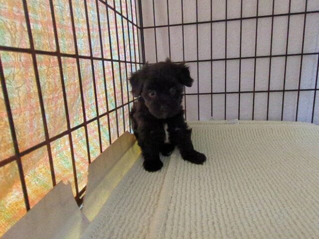 〇　ミックス犬    (メス) №４３　