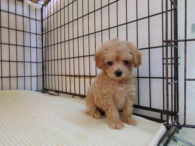 〇　ミックス犬    (メス) №４２　