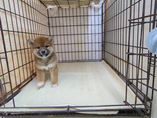 〇　柴犬　（メス）№４７　　　　　　　　　　　　　　　