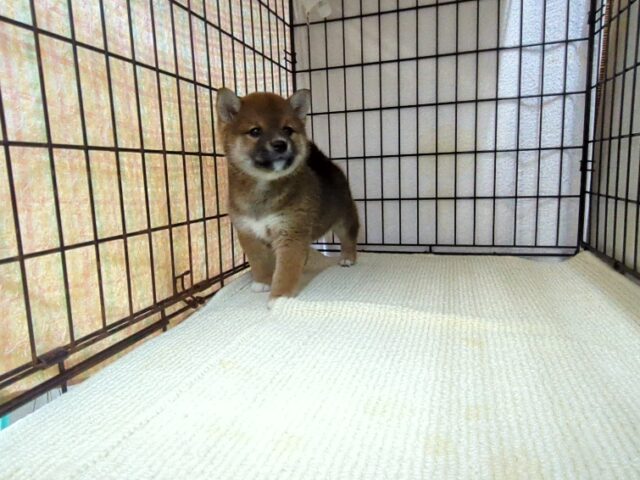 〇　柴犬　（メス）№４７　　　　　　　　　　　　　　　