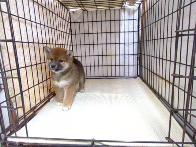 〇　柴犬　（メス）№４７　　　　　　　　　　　　　　　