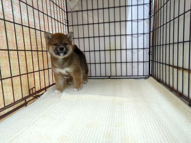 〇　柴犬　（メス）№４７　　　　　　　　　　　　　　　