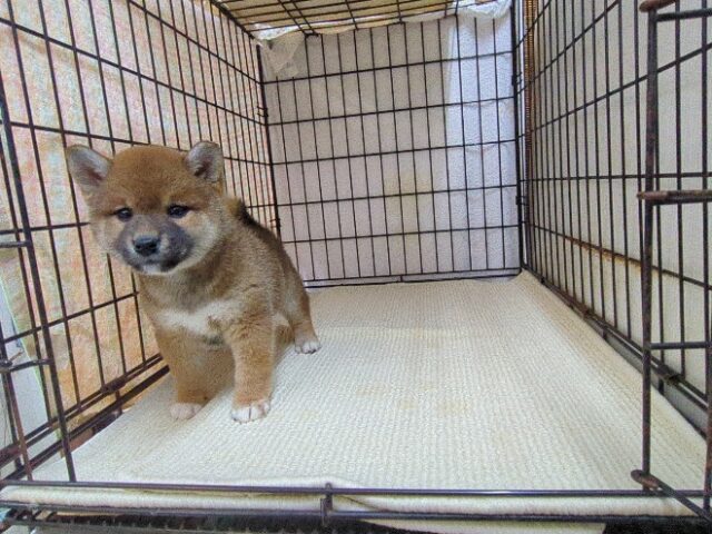〇　柴犬　（メス）№４７　　　　　　　　　　　　　　　
