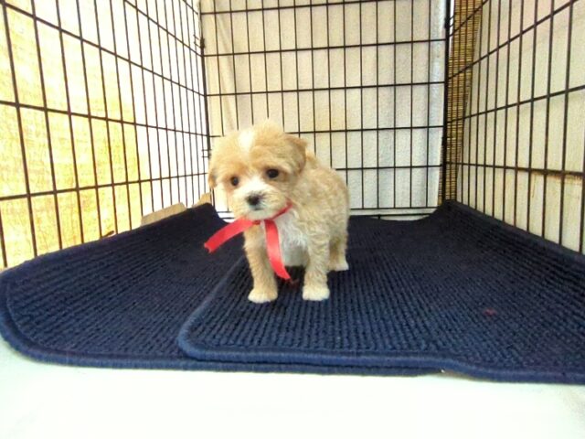 ミックス犬    (マルプーメス) №５８　